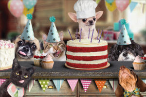 BDAYCOUNTER