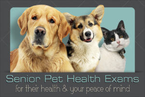 PETHEALTH