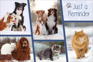 PETSNOW