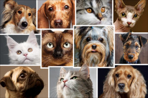 PETS