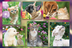 PETSPRING