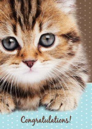 ADOPTCAT