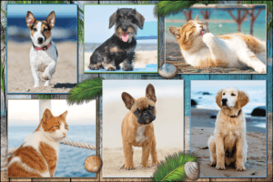 PETBEACH