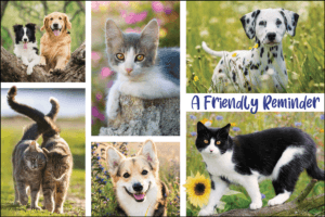 SPRINGFRIENDS