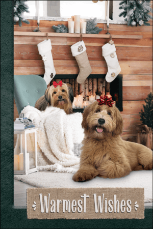 DOGSTOCKING