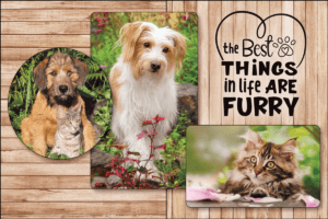 BESTPETS