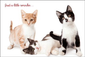 LITTLECATS