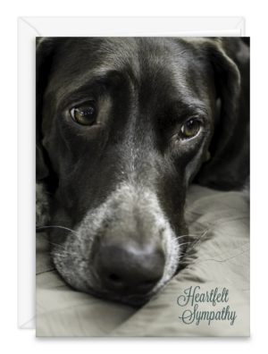 SDOGNOSE