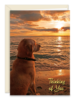 SDOGSUNSET