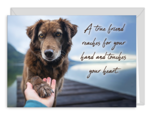 SDOGTOUCH