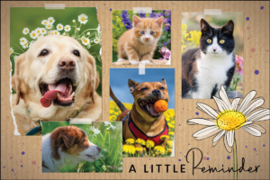 DAISYPETS