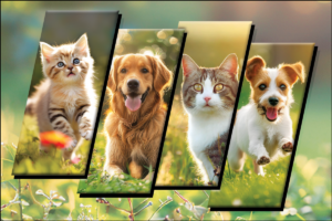 SPRINGPETS