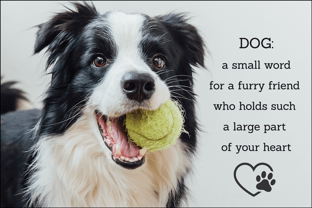 reminder postcards for veterinarians